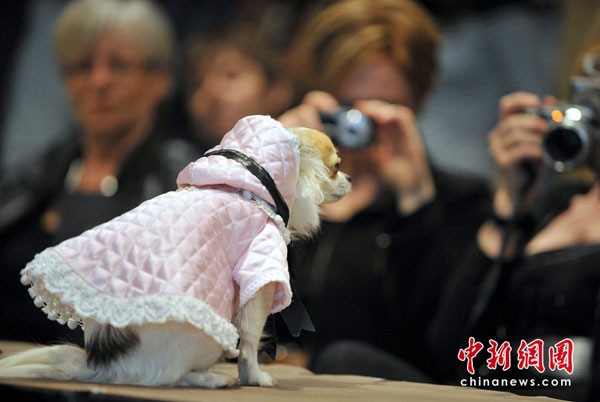 A pet dog fashion show was held in Rennes, France, on May 5, 2010. [chinanews.com.cn] 