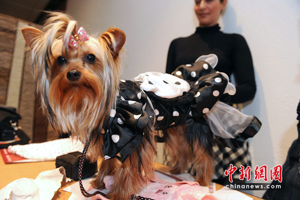 A pet dog fashion show was held in Rennes, France, on May 5, 2010. [chinanews.com.cn] 