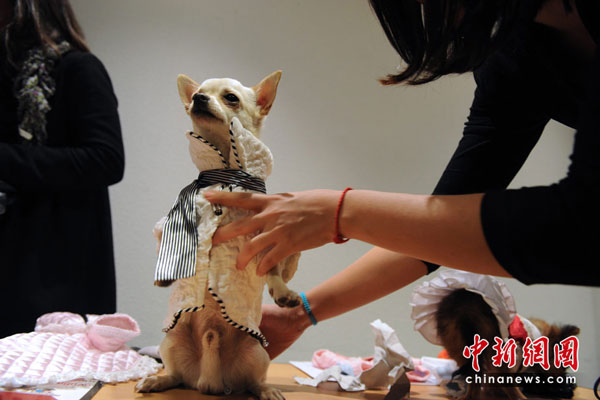 A pet dog fashion show was held in Rennes, France, on May 5, 2010. [chinanews.com.cn] 