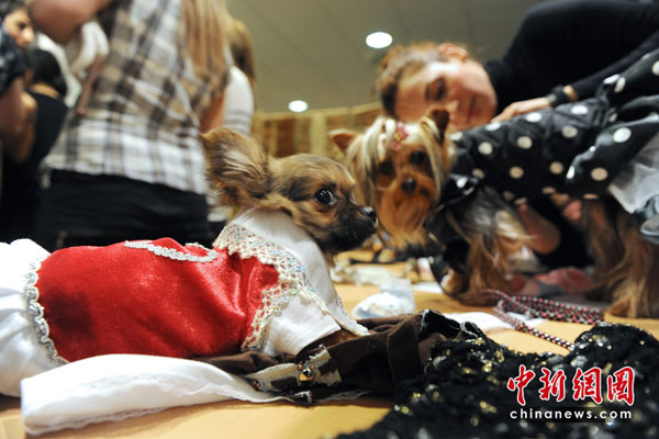 A pet dog fashion show was held in Rennes, France, on May 5, 2010. [chinanews.com.cn] 