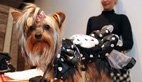 Pet dog fashion show in France