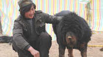 Tibetan mastiff industry hit hard in Yushu