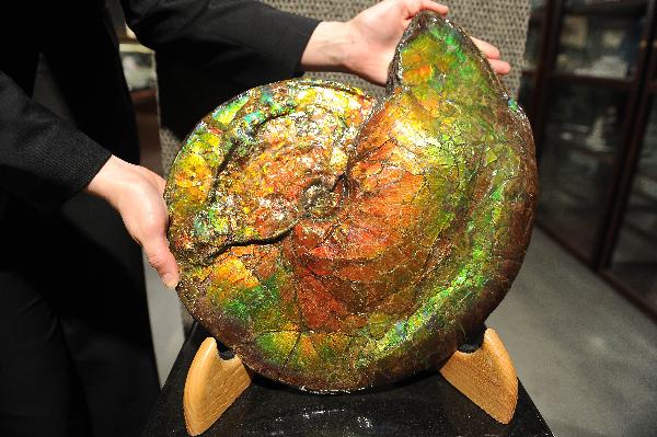 A piece of ammonite is seen in Los Angeles May 6, 2010. A U.S. auction company is to hold the 'Natural History Auctions' in New York on May 27, 2010. An extraordinarily wide range of categories are offered, including mineral specimens, fossils, petrified wood, amber, ammonite, meteorites, pearls, coral, and natural history-related decor and curiosities.