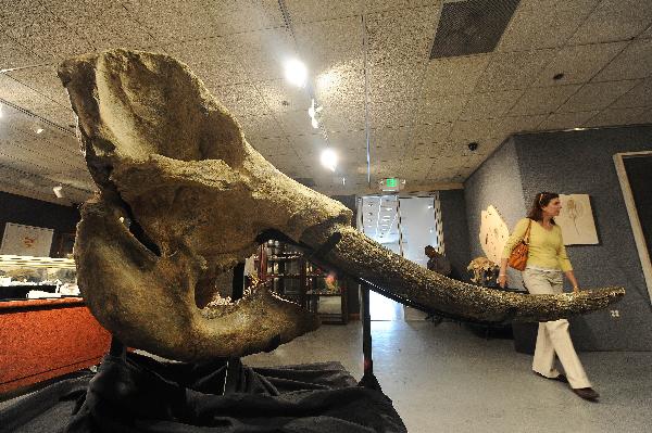 A Stegodon fossil of Pleistocene epoch is seen in Los Angeles May 6, 2010.