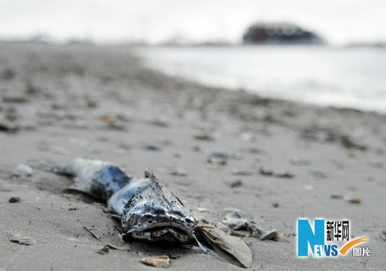 A dead fish on the beach of the Gulf of Mexico on May 5, 2010.