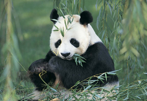 A file photo of a wild giant panda