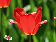 Photo taken on May 8, 2010 shows a cluster of tulips exhibited at Zhongshan Park in Beijing, China. A grand flower exhibition featuring 90 types of tulip, peach, plum blossom, Chinese Flowing Crabapple and peony. [Photo by Xiaodong] 