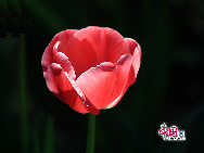 Photo taken on May 8, 2010 shows a cluster of tulips exhibited at Zhongshan Park in Beijing, China. A grand flower exhibition featuring 90 types of tulip, peach, plum blossom, Chinese Flowing Crabapple and peony. [Photo by Xiaodong] 