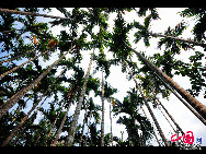 Located in Xinglong town, about one and a half hour's drive from Sanya in Hainan Province, Xinglong Tropical Botanical Garden was built in 1957. Covering an area of 400,000 square meters, it boasts 1,200 tropical plants. The botanic garden not only is an important agricultural base, but also a famous tourist spot. [Photo by Zhou Yunjie]