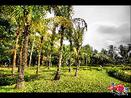 Located in Xinglong town, about one and a half hour's drive from Sanya in Hainan Province, Xinglong Tropical Botanical Garden was built in 1957. Covering an area of 400,000 square meters, it boasts 1,200 tropical plants. The botanic garden not only is an important agricultural base, but also a famous tourist spot. [Photo by Zhou Yunjie]