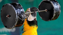 The birds took part in a range of sports with this chap beaking his personal best in the weightlifting.