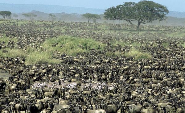 The Masai Mara savanna. [huanqiu.com] 