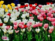 Photo taken on May 8, 2010 shows a cluster of tulips exhibited at Zhongshan Park in Beijing, China. A grand flower exhibition featuring 90 types of tulip, peach, plum blossom, Chinese Flowing Crabapple and peony. [Photo by Jia Yunlong] 