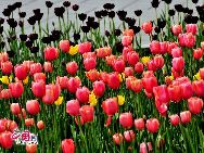 Photo taken on May 8, 2010 shows a cluster of tulips exhibited at Zhongshan Park in Beijing, China. A grand flower exhibition featuring 90 types of tulip, peach, plum blossom, Chinese Flowing Crabapple and peony. [Photo by Jia Yunlong]