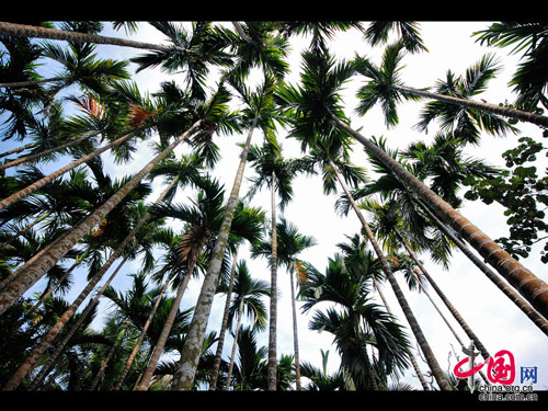 Located in Xinglong town, about one and a half hour's drive from Sanya in Hainan Province, Xinglong Tropical Botanical Garden was built in 1957. Covering an area of 400,000 square meters, it boasts 1,200 tropical plants. The botanic garden not only is an important agricultural base, but also a famous tourist spot. [China.org.cn]