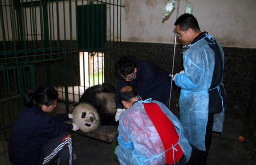 Panda Beichuan, discovered in a cornfield in Jianghe village, Beichuan county, receives treatment at the Chengdu research base for giant panda breeding. [CRI] 
