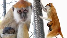 4-year-old Patas Monkey gives birth