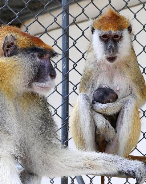 A Patas Monkey family rest in Suzhou Zoo in Suzhou City, Jiangsu Province, May 12, 2010. A 4-year-old female Patas Monkey gave birth to a baby three days ago. 
