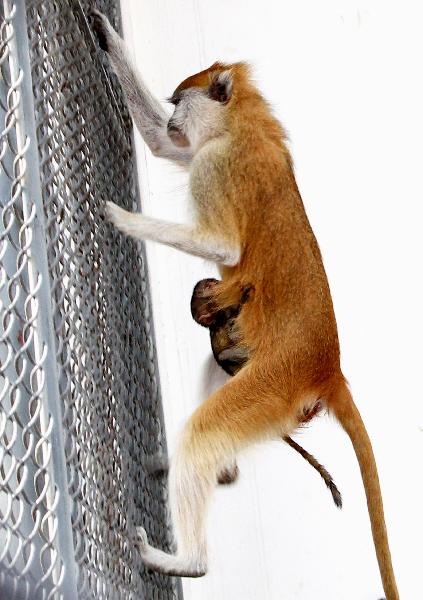A 4-year-old female Patas Monkey that gave birth to a baby three days ago climbs with the baby monkey in Suzhou Zoo in Suzhou City, Jiangsu Province, May 12, 2010. 