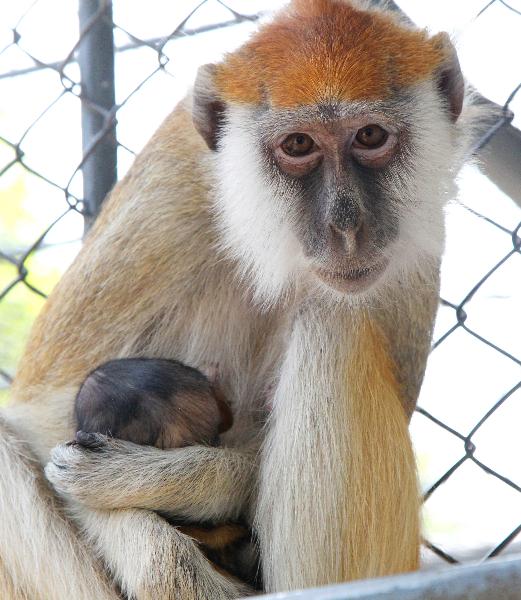 A 4-year-old female Patas Monkey that gave birth to a baby three days ago holds the baby monkey in arms in Suzhou Zoo in Suzhou City, Jiangsu Province, May 12, 2010. 