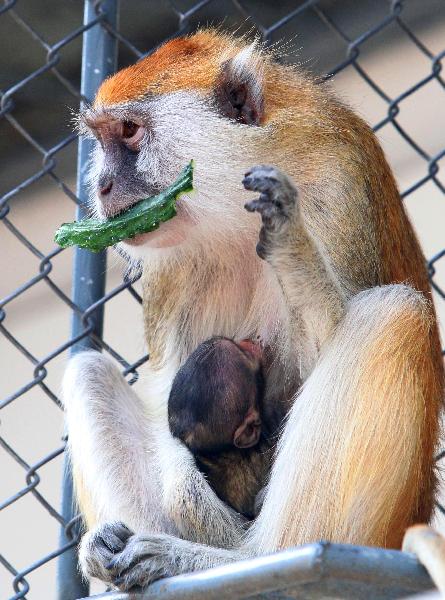A 4-year-old female Patas Monkey that gave birth to a baby three days ago eats cucumber with the baby monkey in her arms in Suzhou Zoo in Suzhou City, Jiangsu Province, May 12, 2010. 