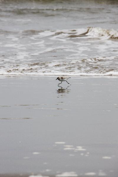 A seabird looks for food on a beach in Grand Isle, Louisiana, the United States, May 13, 2010. [Xinhua] 