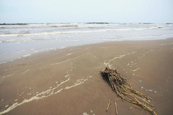 Seaweed is washed ashore on a beach in Grand Isle, Louisiana, the United States, May 13, 2010. The sea area off Grand Isle is facing the potential oil pollution due to the oil spill of the BP Deepwater Horizon Platform in the Gulf of Mexico which is diffusing in the Gulf. [Xinhua] 