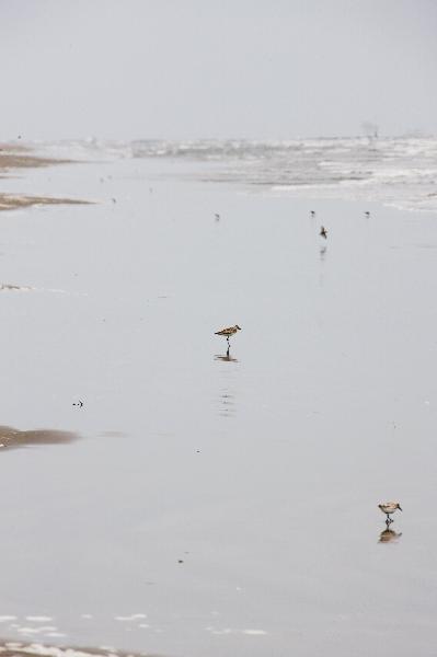 Seabirds look for food on a beach in Grand Isle, Louisiana, the United States, May 13, 2010. [Xinhua] 