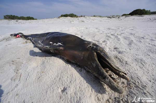 The remains of a dolphin was seen lying on a beach off the gulf of Mexico, May 11, 2010. The 'Deepwater Horizon' drilling rig, owned by Swiss-based Transocean and leased by BP, sank April 22 some 52 km off Venice, Louisiana, after burning for roughly 36 hours. The untapped wellhead continues gushing oil into the Gulf of Mexico. 