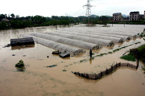 A strawberry field in Loudi, Central China's Hunan province is flooded on May 13, 2010. 