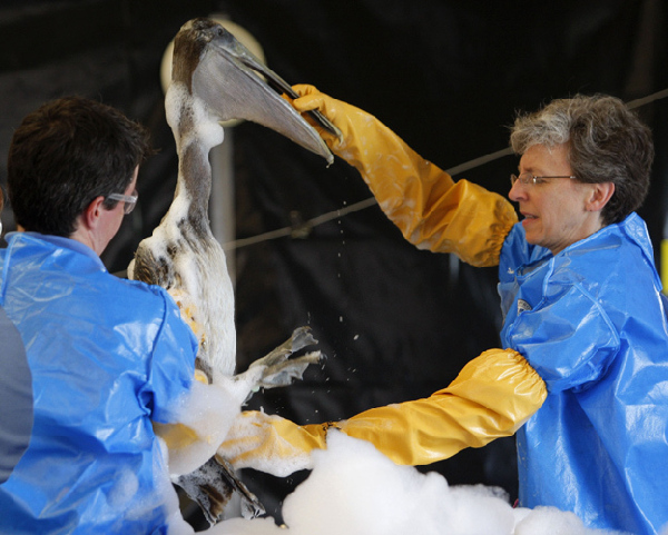 Veterinarians working for U.S. Fish and Widlife Services bathe a brown pelican at Fort Jackson Wildlife Rehabilitation Center in Buras, Louisiana May 15, 2010. (Xinhua/Reuters Photo)