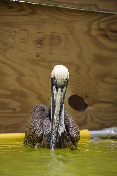 A brown Pelican rests after being cleaned off the oil at the Fort Jackson Wildlife Rehabilitation Center, southeast of New Orleans, the United States, May 15, 2010. This Rehabilitation Center was set up to protect and rehabilitate wildlife affected by the oil spill in the Gulf of Mexico. Up till now a total of eight seabirds have got treatment at the center. (Xinhua/Zhu Wei)