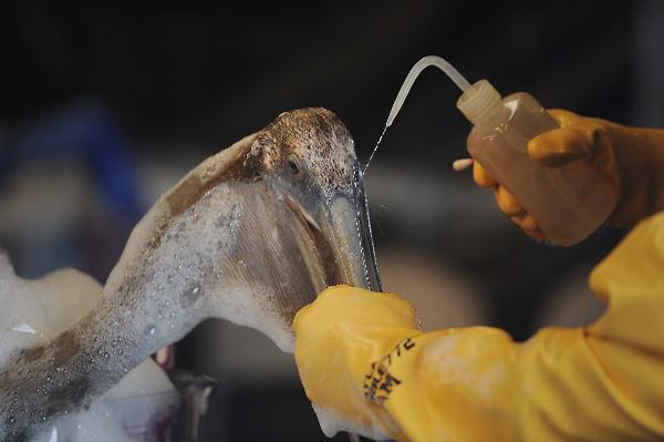 Dr. Erica Miller, a member of the Louisiana State Wildlife Response Team, cleanses a pelican of oil at the Fort Jackson Wildlife Rehabilitation Center, southeast of New Orleans, the United States, May 15, 2010. This Rehabilitation Center was set up to protect and rehabilitate wildlife affected by the oil spill in the Gulf of Mexico. Up till now a total of eight seabirds have got treatment at the center. (Xinhua/U.S. Navy photo by Mass Communication Specialist 2nd Class Justin Stumberg/Released)