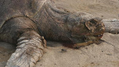 More than 50 sea turtles found dead on Acapulco beach