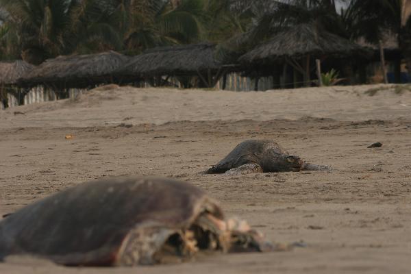 The bodies of sea turtle lie on the beach of the Acapulco, Guerreo, Mexico, May 16, 2010. More than 50 sea turtles were found dead on the Acapulco beach with apparent wound on the bodies. [Xinhua]