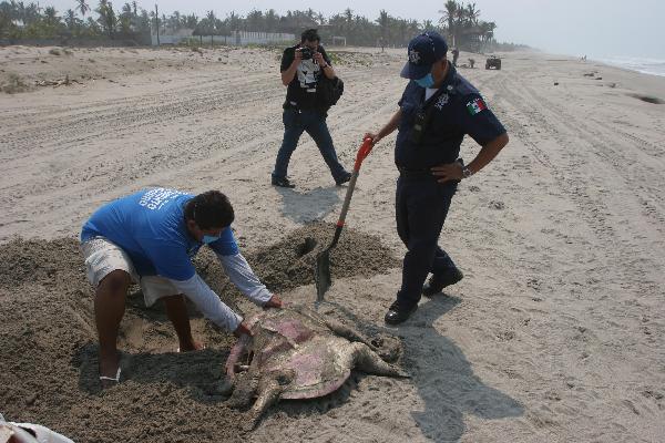Workers check the body of a sea turtle on the beach of the Acapulco, Guerreo, Mexico, May 16, 2010. More than 50 sea turtles were found dead on the Acapulco beach with apparent wound on the bodies. [Xinhua]