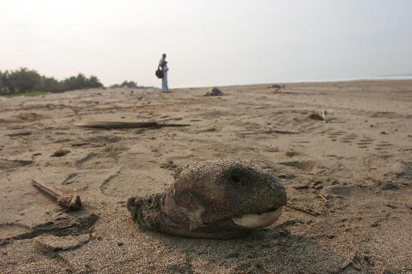 Part of the body of a sea turtle is seen on the beach of the Acapulco, Guerreo, Mexico, May 16, 2010. More than 50 sea turtles were found dead on the Acapulco beach with apparent wound on the bodies. [Xinhua]