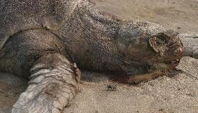 Over 50 sea turtles found dead on Mexico beach