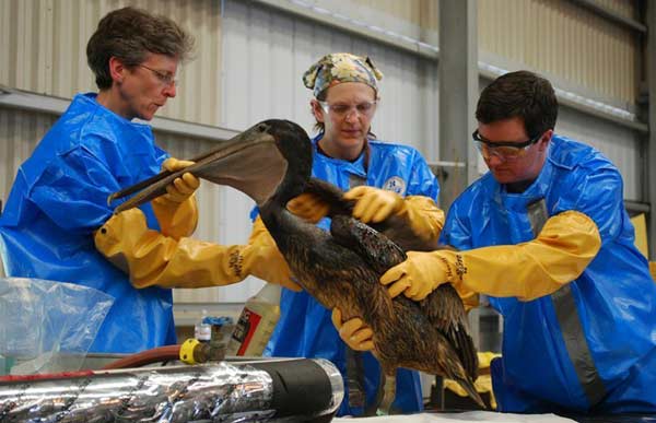 Workers are cleaning a sea bird on May 4, as a large amount of sea birds and animals are threatened by the oil slick. So far, the emergency measures taken to contain the oil spill in the Gulf of Mexico have proven to have little effect. There are still about 5,000 barrels of oil leaking into the gulf. U.S. president Barack Obama called the oil spill a massive and potentially unprecedented environmental disaster. [163.com] 