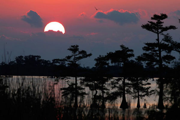 The marshland is threatened by the spilled oil in this photo dated May 5, 2010. [163.com] 