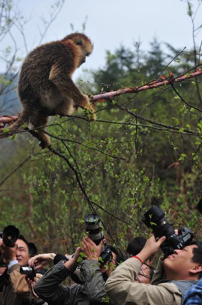 Photographers take photos of a golden monkey in the Shennongjia Golden Monkey Research Center, central China&apos;s Hubei Province, May 17, 2010. [Xinhua] 