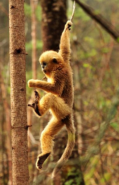 A golden monkey hangs on a twig in Shennongjia Golden Monkey Research Center, central China&apos;s Hubei Province, May 17, 2010. [Xinhua] 