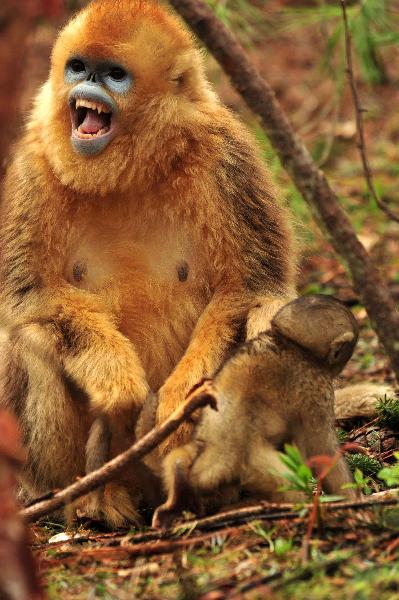 A golden monkey stays with her baby in the Shennongjia Golden Monkey Research Center, central China&apos;s Hubei Province, May 17, 2010. [Xinhua]