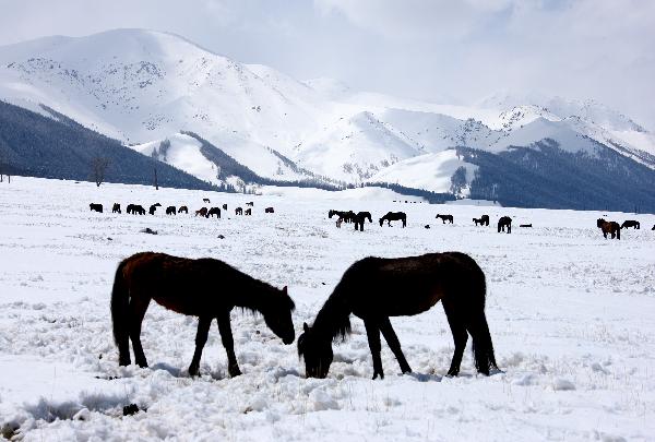 Horses seek for food on a snow-covered pasture in Hami, northwest China&apos;s Xinjiang Uygur Autonomous Region, May 17, 2010. A middle-to-heavy snow hit the area from May 15 to 16. [Xinhua] 