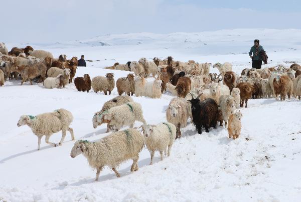 A shepherd herds sheep on a snow-covered pasture in Hami, northwest China&apos;s Xinjiang Uygur Autonomous Region, May 17, 2010. A middle-to-heavy snow hit the area from May 15 to 16. [Xinhua] 