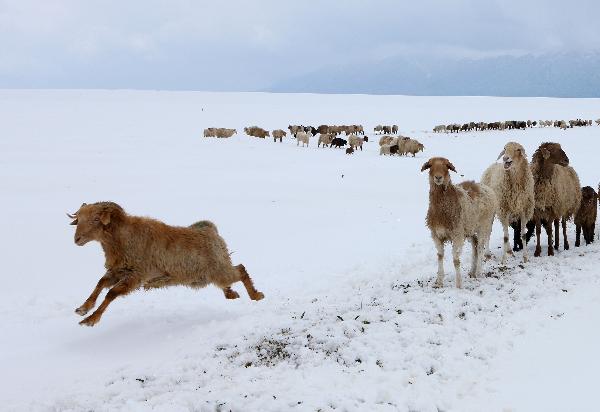 Sheep wander on a snow-covered pasture in Hami, northwest China&apos;s Xinjiang Uygur Autonomous Region, May 17, 2010. A middle-to-heavy snow hit the area from May 15 to 16. [Xinhua] 