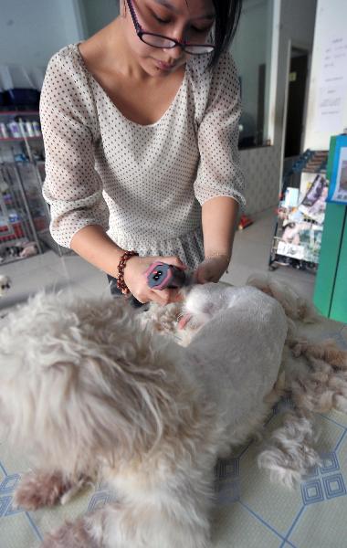 A nurse shaves a pet dog for heatstroke prevention in Haikou, capital of Hainan province, on May 17, 2010. The highest temperature in Hainan reached 38 degrees Celsius on Monday and the hot weather will last for one week.