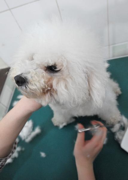 A nurse shaves a pet dog for heatstroke prevention in Haikou, capital of Hainan province, on May 17, 2010. The highest temperature in Hainan reached 38 degrees Celsius on Monday and the hot weather will last for one week.