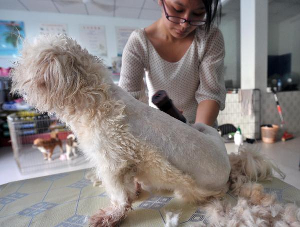 A nurse shaves a pet dog for heatstroke prevention in Haikou, capital of Hainan province, on May 17, 2010. The highest temperature in Hainan reached 38 degrees Celsius on Monday and the hot weather will last for one week. 