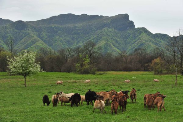 Goats eat grass in the Dajiuhu Wetland Park in Shennongjia, central China's Hubei Province, May 18, 2010.(Xinhua/Du Huaju)